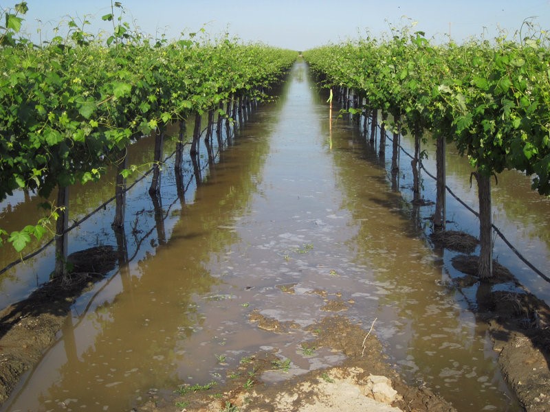 Flooded vineyard-Ag Today