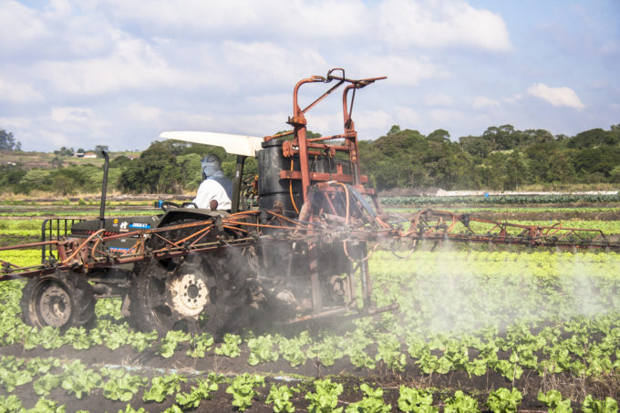 Mogi das Cruzes, Sao Paulo, Brazil, July 01, 2009. Farmer spraying lettuce crops field with tractor and sprayer in Sao Paulo state